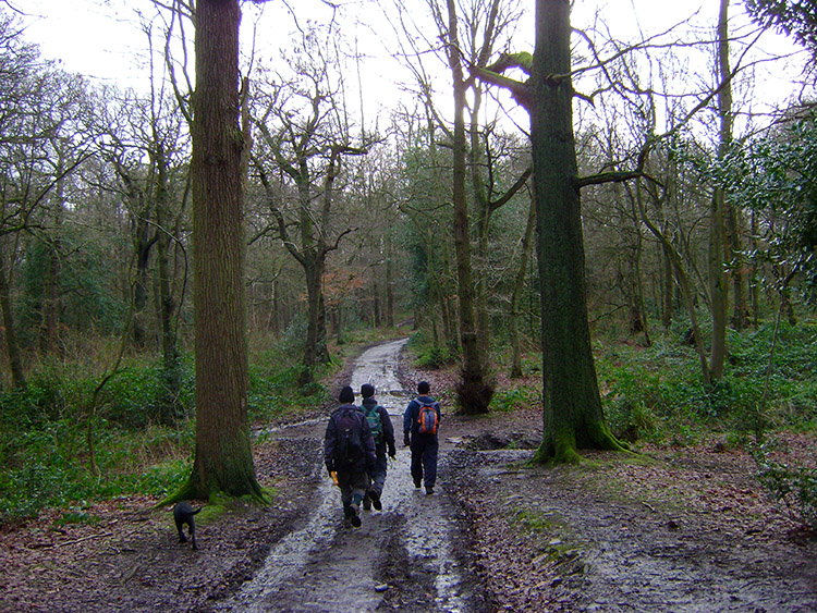 Swithland Wood