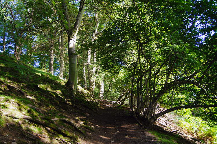 Woodland near Townbrook Valley