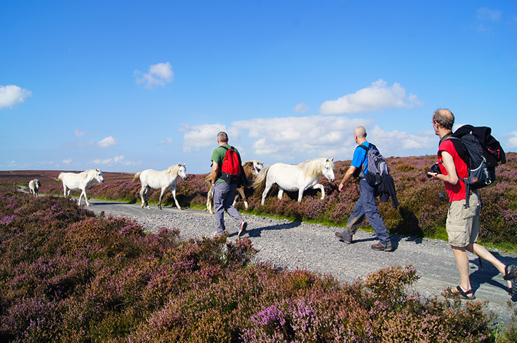 A meeting on the Long Mynd