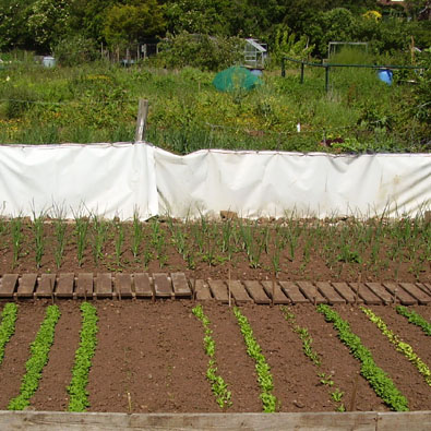 Allotments