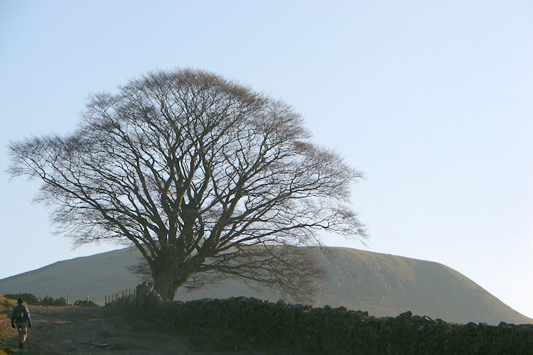 The Hill is Gregory, the tree is beautiful