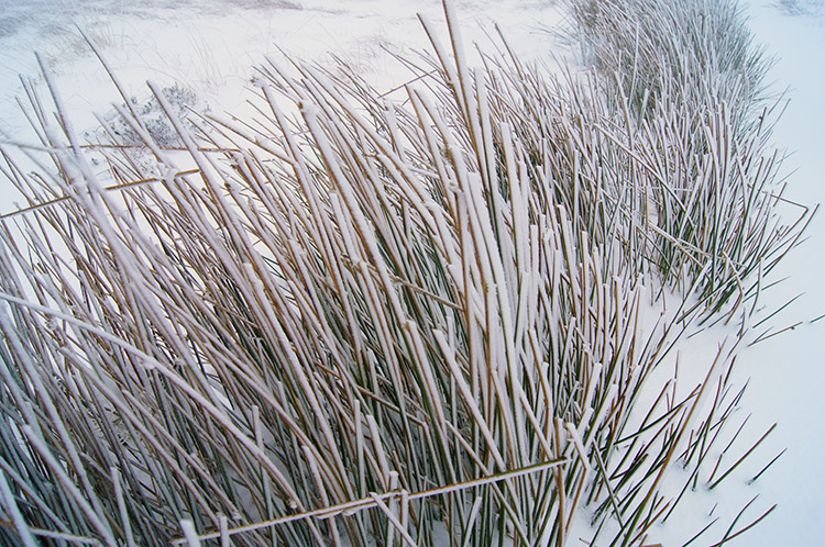 Moor grasses in winter coats