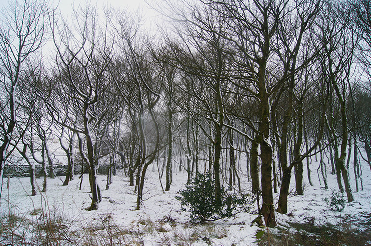 Copse near Kitcliffe Reservoir