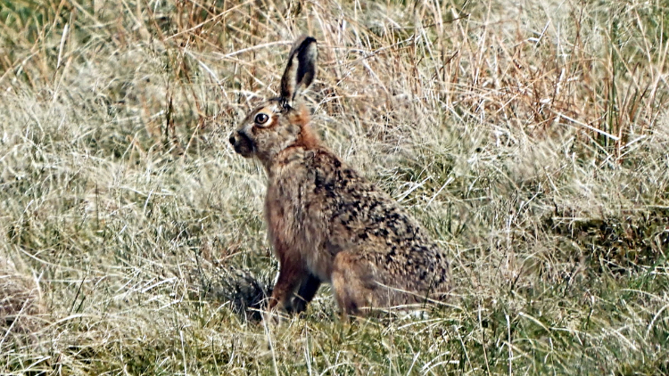 Beautiful Hare on Great Dun Fell