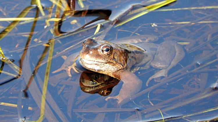 Inhabitant of Cross Fell