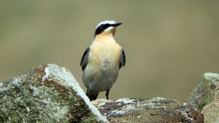 The entertaining Wheatear