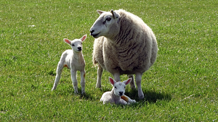 Newborn at the Hanging Walls of Mark Anthony