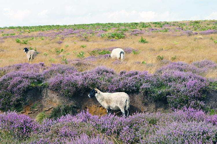 Sheep on Levisham Moor