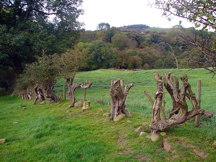 A perished Hawthorn hedgerow