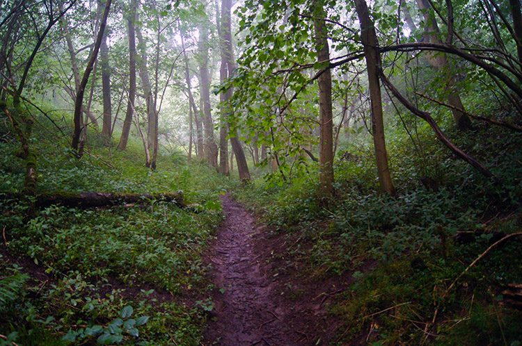 High Wood in Stain Dale