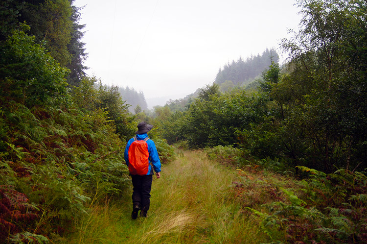 Into deep grass and getting wet