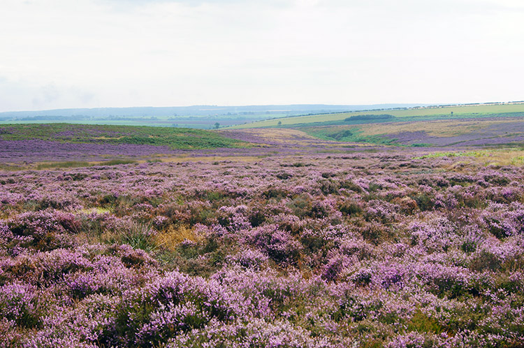 Levisham Moor