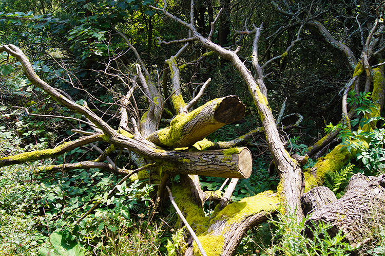 Woodcutter's work in Rowl Wood