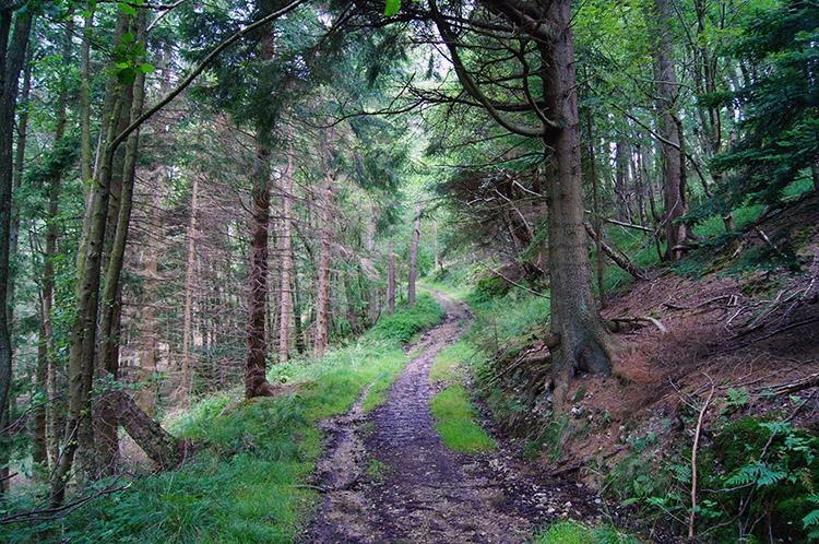 Plantation track through Thorodale Wood