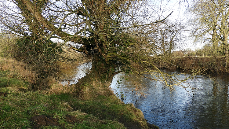 River Ure at Little Studley