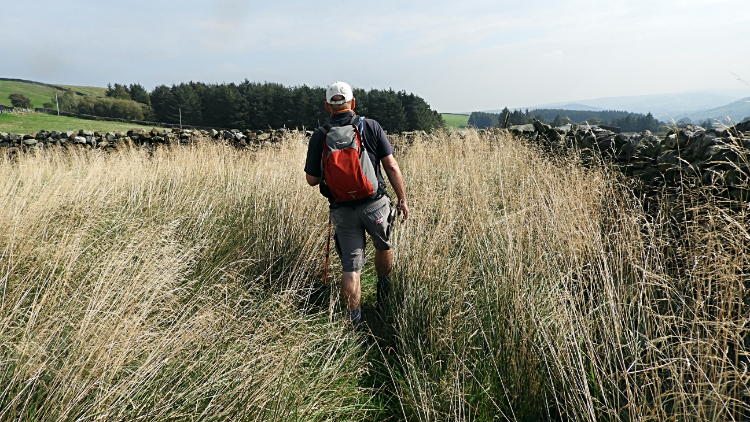 Ronnie walks the long grass to Intake Farm