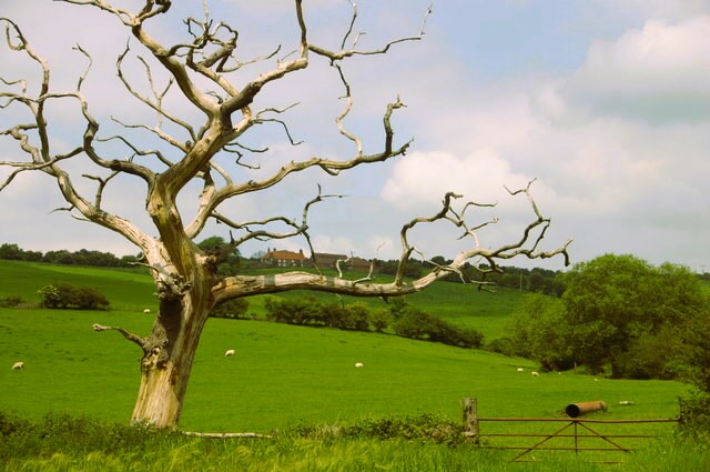 Countryside near Boarstall