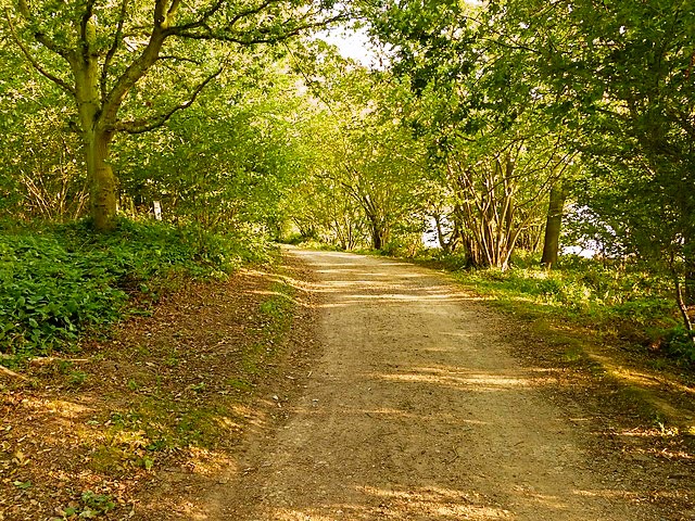 The path through Hambleton Wood
