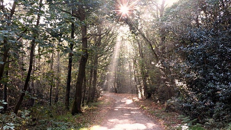 Sheringham Wood