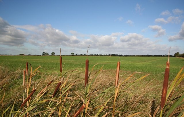 Reepham Moor