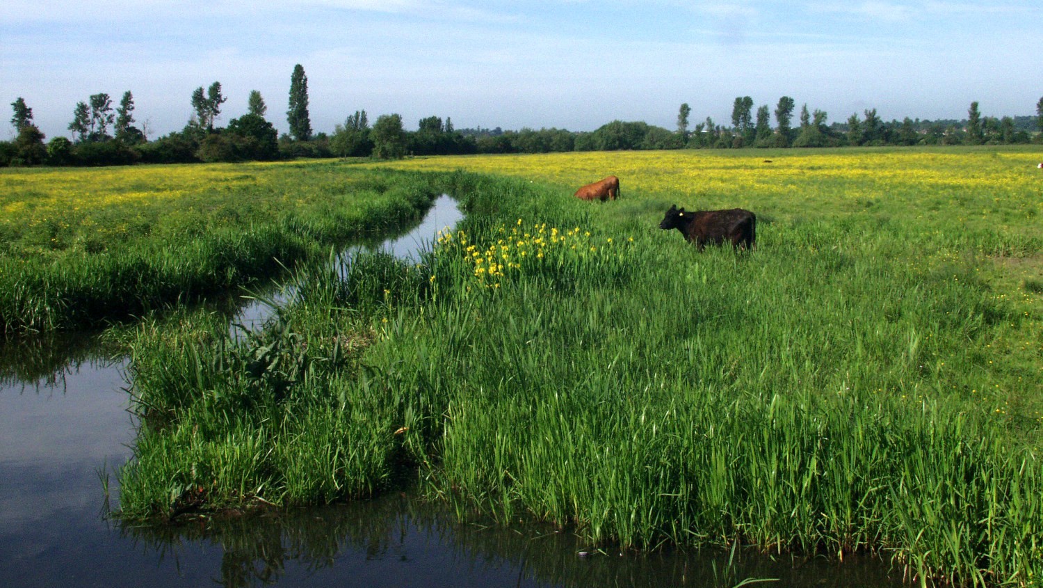 Widbrook Common