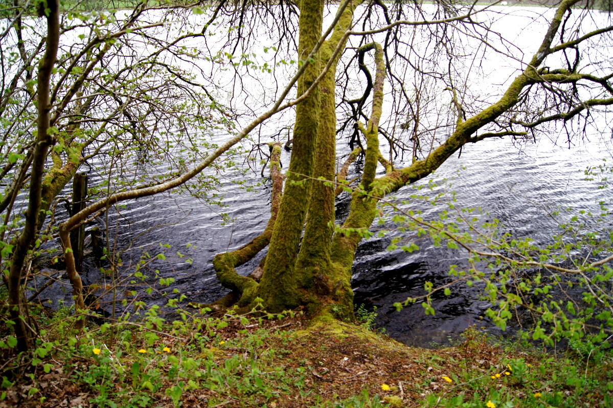 Tregaron and Cors Caron Nature Reserve