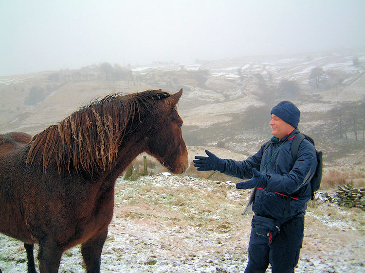 Friendly horse at Brand Top