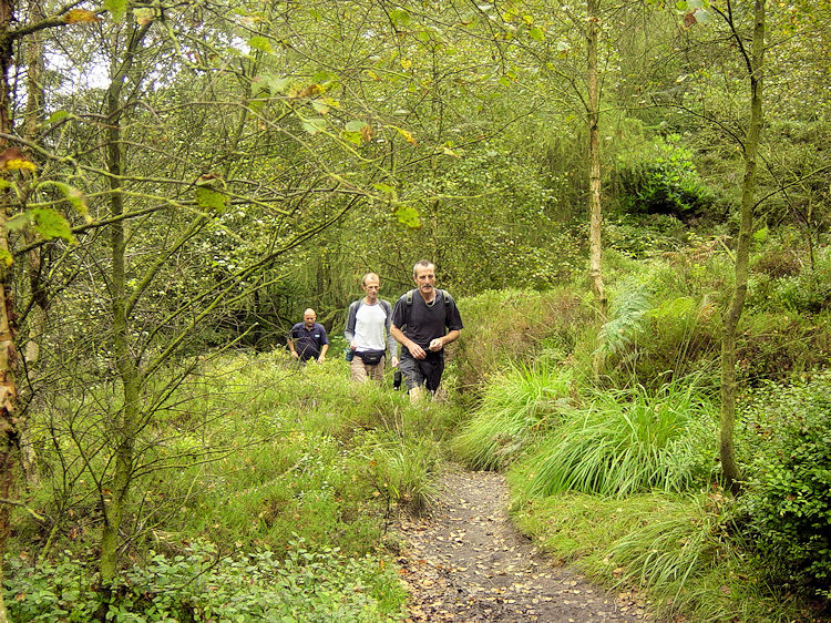 Walking through enchanting Gradbach Wood