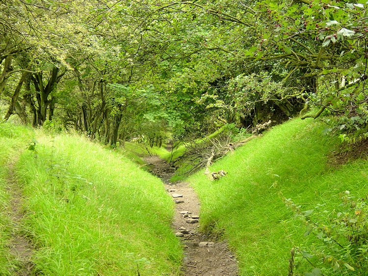 Tree lined avenue at Losehill End