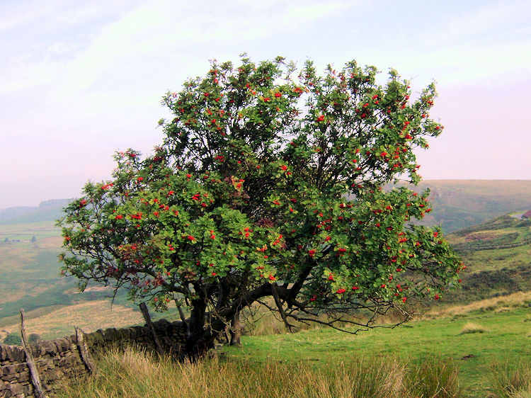 Berry laden Rowan Tree on the edge of Hathersage Moor