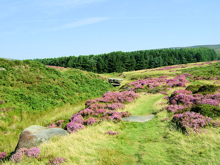 Following Burbage Brook south to Longshaw