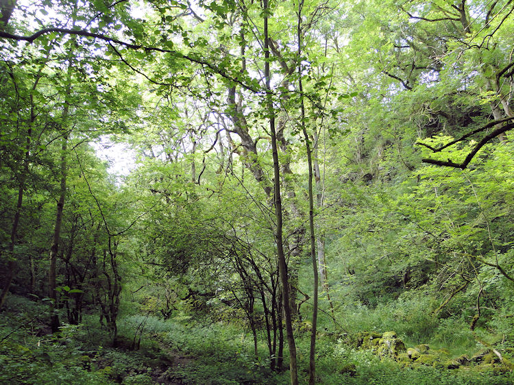 Lush green foliage drapes Monk's Dale in summer