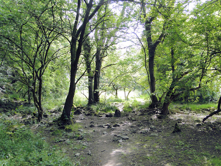 Scenery in the south side of Monk's Dale