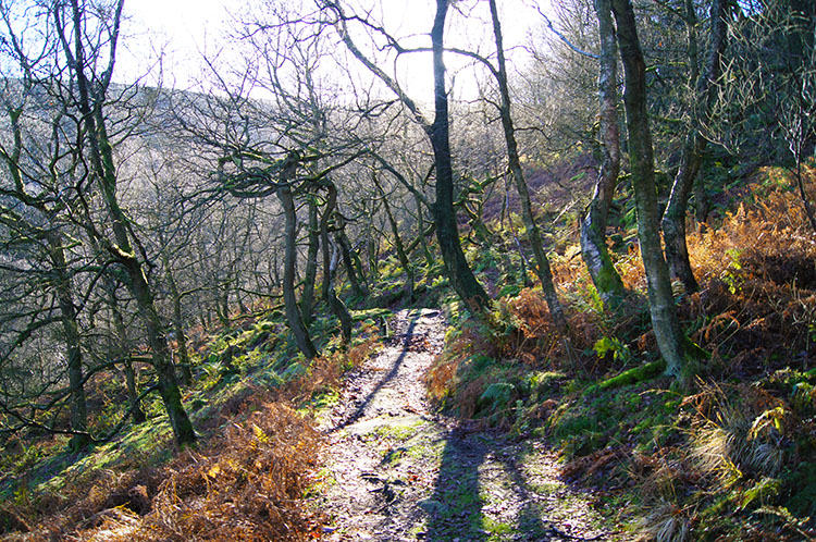 Birchen Bank Wood