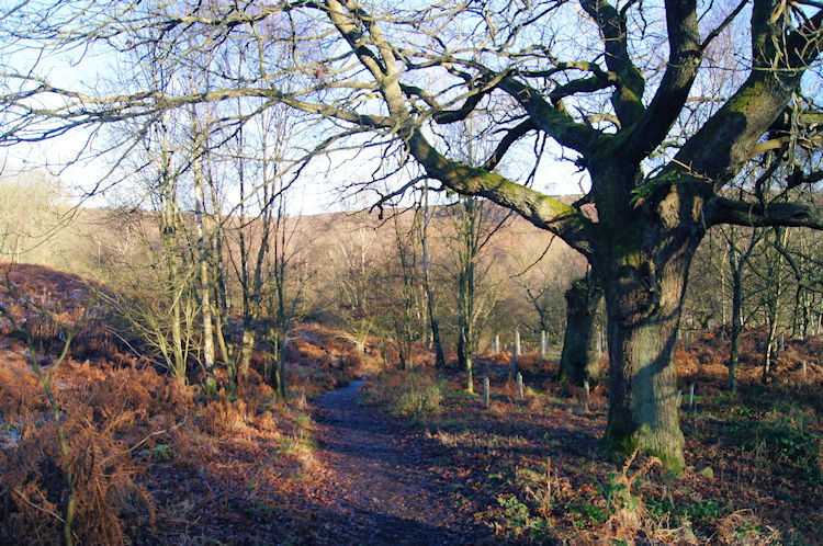 Agden Wood