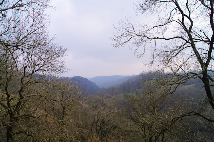 Trees above Taddington Dale