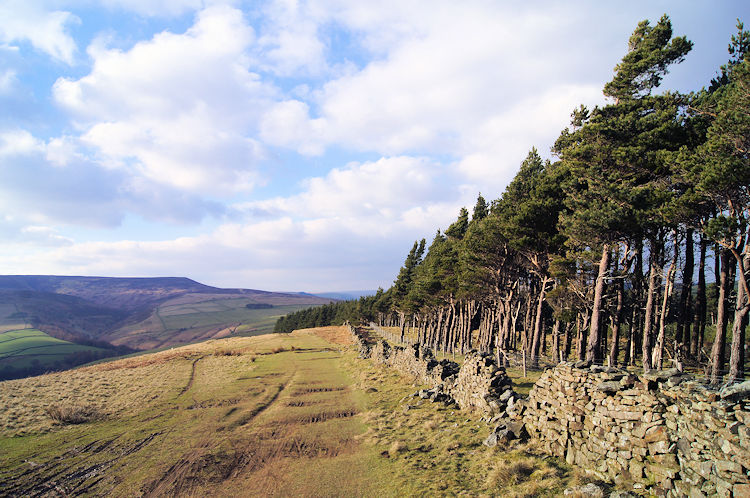 Plantation at Wooler Knoll