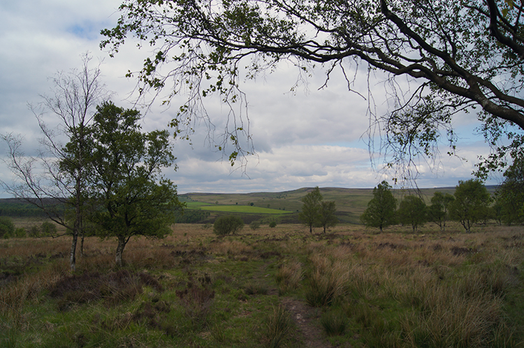 Upland Plain