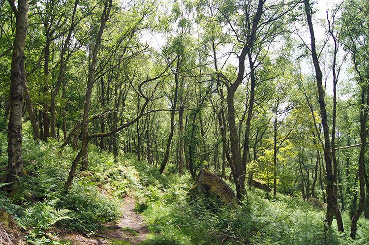 Woodland sheltered by Curbar Edge