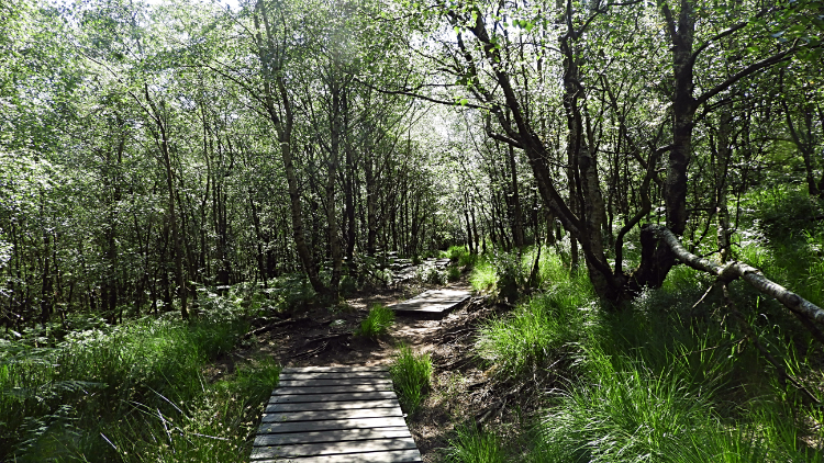 Path from Lud's Church to Back Forest