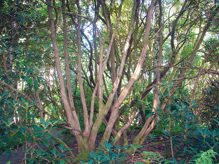 Fascinating tree trunks in Inverewe Garden