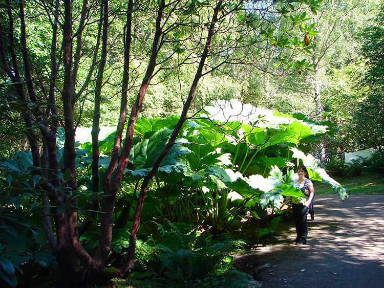 Giant plants in Inverewe Garden