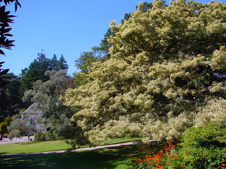 Near Inverewe House