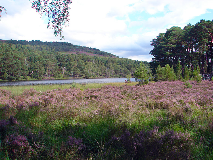 Rothiemurchus Forest