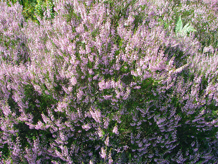 Heather in full bloom