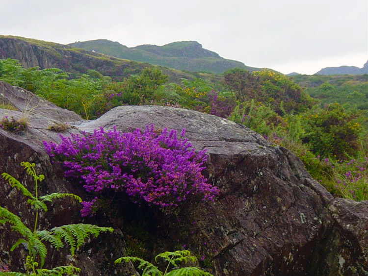 Scenery from Pont Aberglaslyn to Cwm Bychan