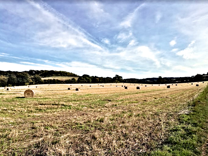 Crossing fields from Wye to the Downs