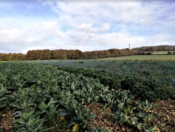 The Garden of England