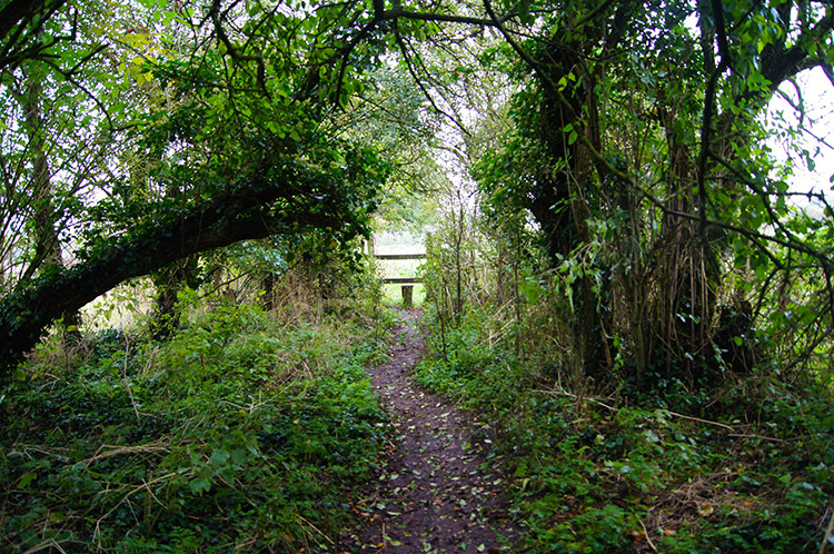 Woodland track to West Kennett Long Barrow