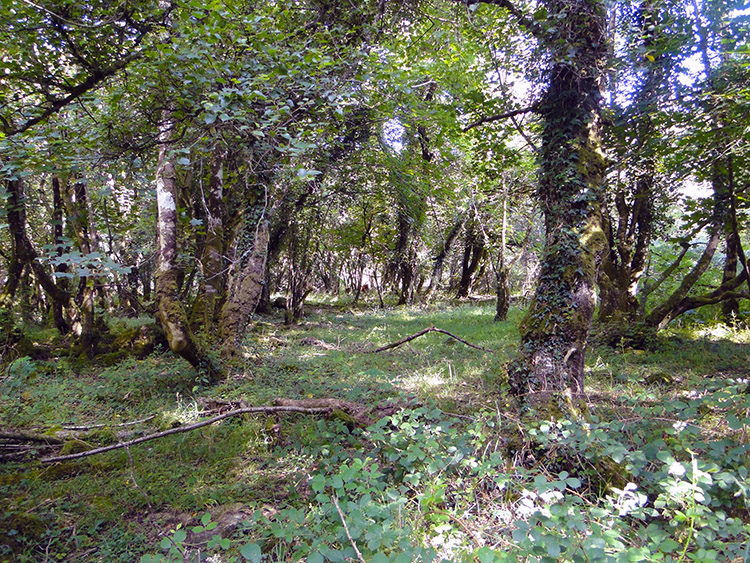 Skaigh Wood